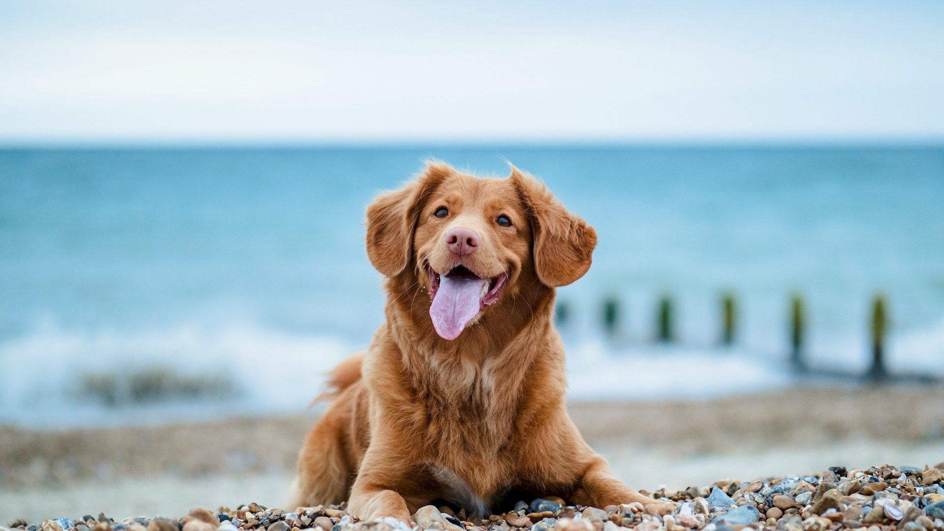 A happy dog is lying on a rocky beach, with the ocean and wooden breakwaters in the background, enjoying a day out by the water.
