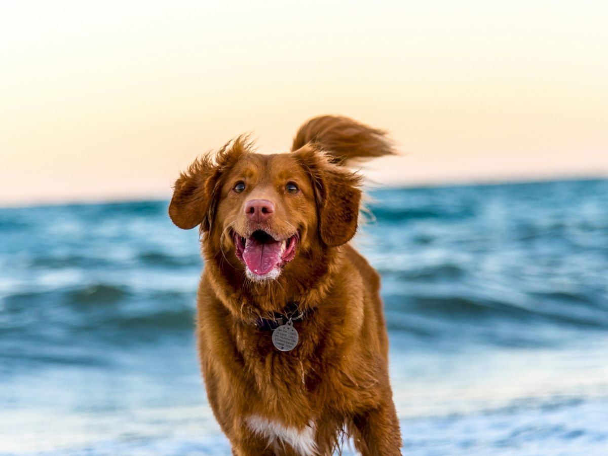 A happy dog running through the surf at the beach, with waves in the background and a clear sky above it.