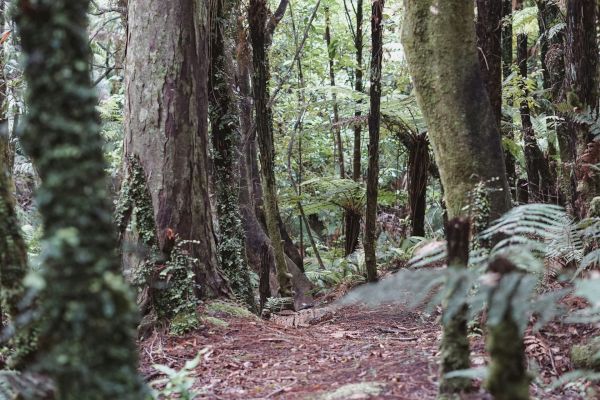 A dense, lush forest with tall trees and ferns covering the ground, creating a serene and natural environment.