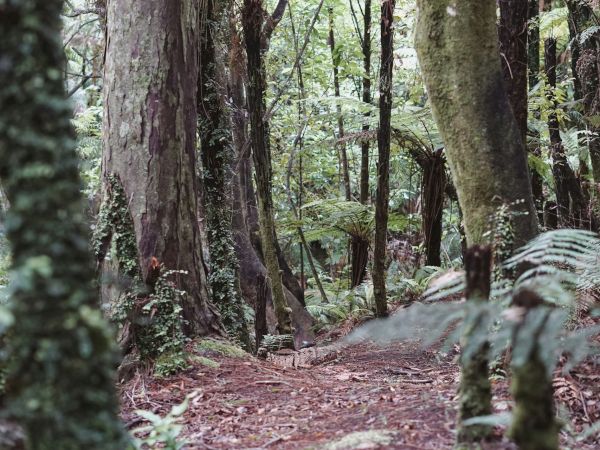A dense, lush forest with tall trees and ferns covering the ground, creating a serene and natural environment.